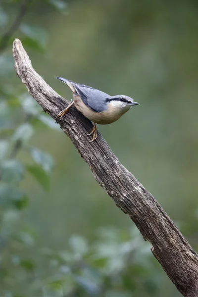 Nuthatch, Sitta europaea — Stock Photo, Image