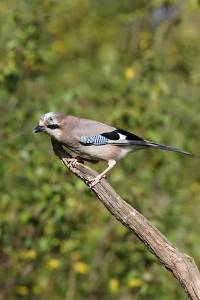 Arrendajo, garrulus glandarius — Foto de Stock