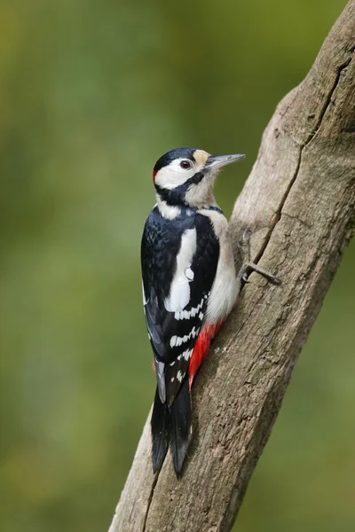 Stor prickig hackspett, dendrocopos major — Stockfoto