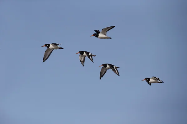 Ústřičník, haematopus ostralegus — Stock fotografie