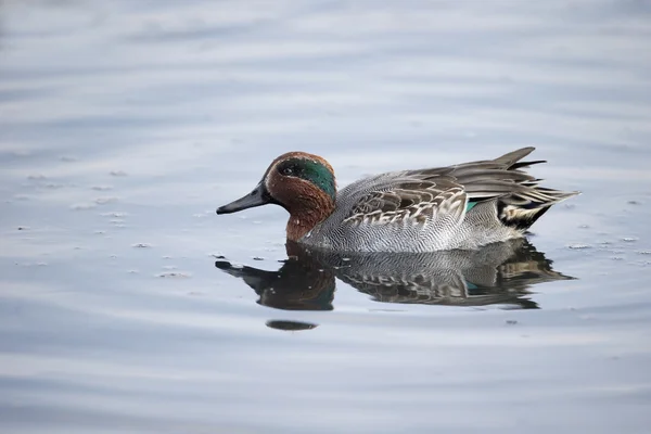 Teal, Anas crecca — Foto de Stock