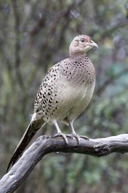 Yaygın sülün, Phasianus colchicus