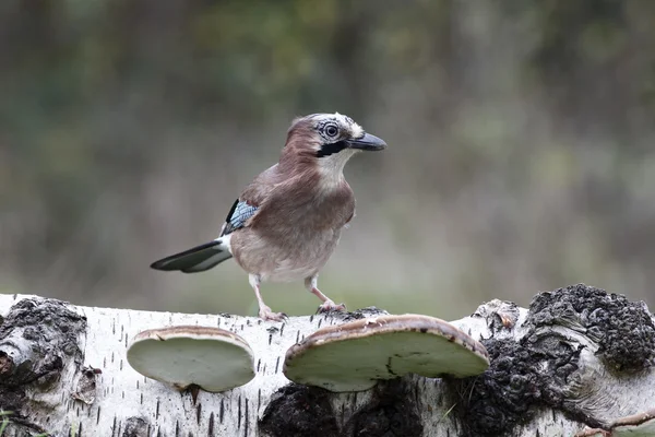 Jay, Garrulus glandarius — Zdjęcie stockowe