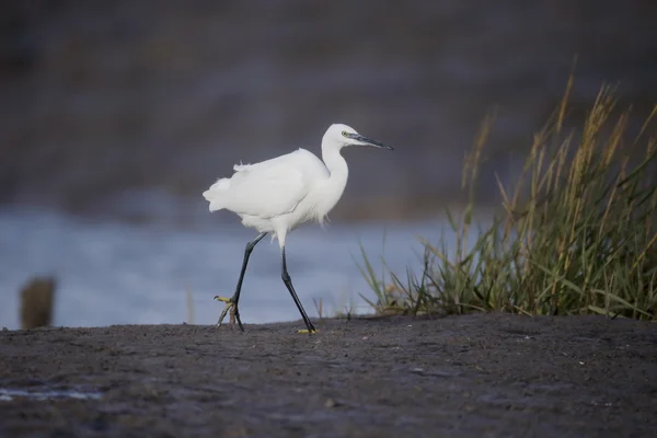 Маленькая цапля, Egretta garzetta — стоковое фото