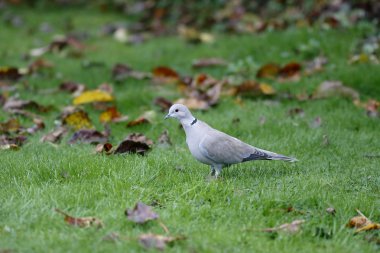 yakalı güvercin, streptopelia decaocto