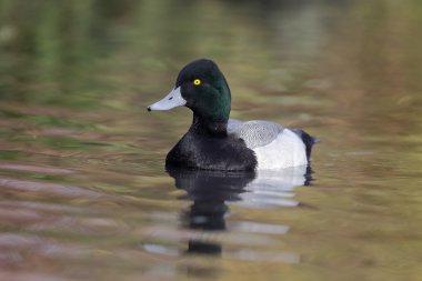 büyük scaup, aythya marila