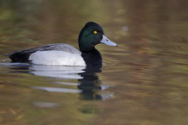 büyük scaup, aythya marila