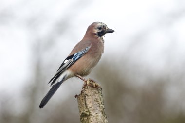 Jay, Garrulus glandarius