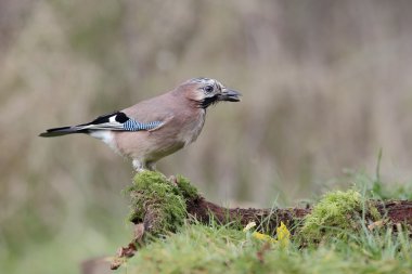 Jay, Garrulus glandarius