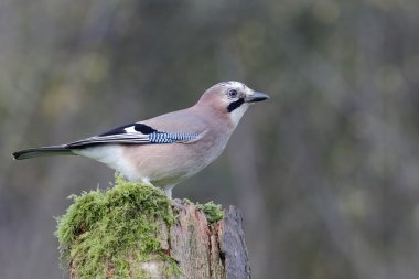 Jay, Garrulus glandarius