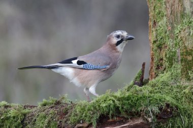 Jay, Garrulus glandarius