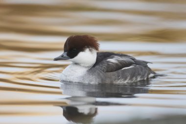 Smew, Mergellus albellus