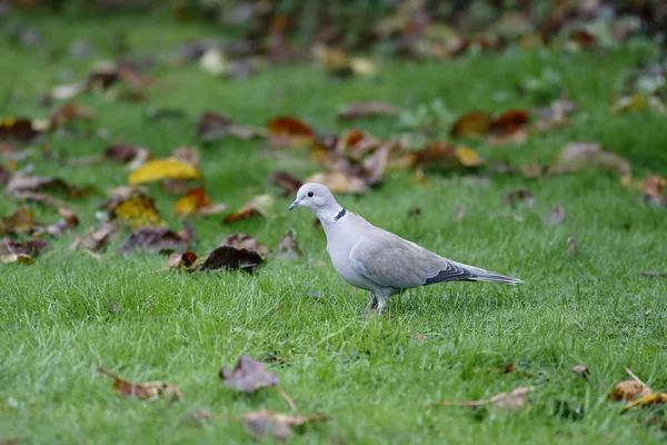 Yakalı güvercin, streptopelia decaocto — Stok fotoğraf