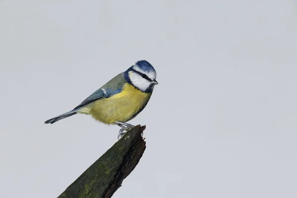 Sýkora modřinka, parus caeruleus — Stock fotografie