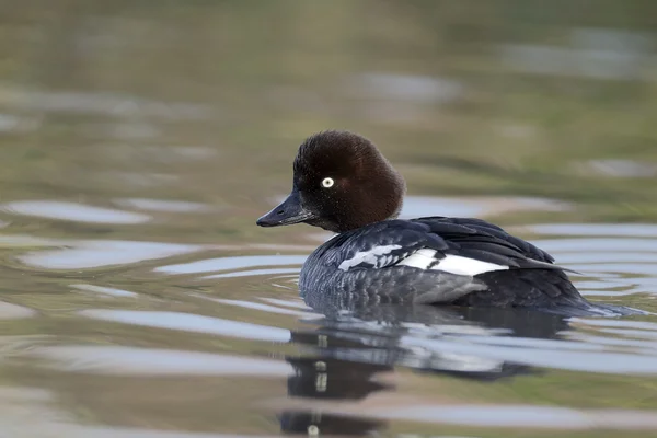 Goldeneye, Bucephala clangula — Fotografia de Stock