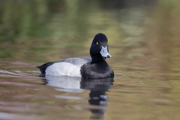 더 중대 한 scaup, Aythya marila — 스톡 사진