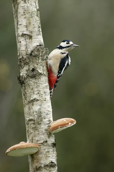 Stor prickig hackspett, dendrocopos major — Stockfoto