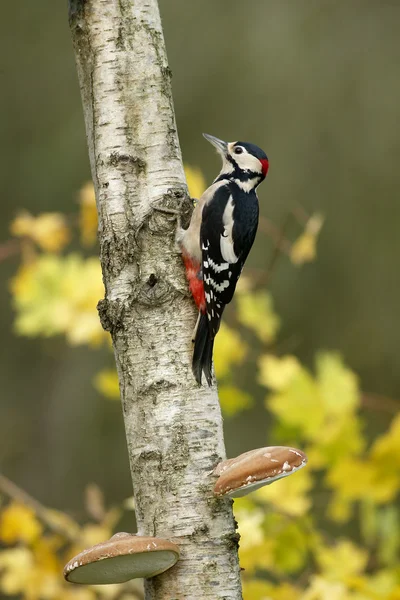 Picchio maculato, Dendrocopos major — Foto Stock