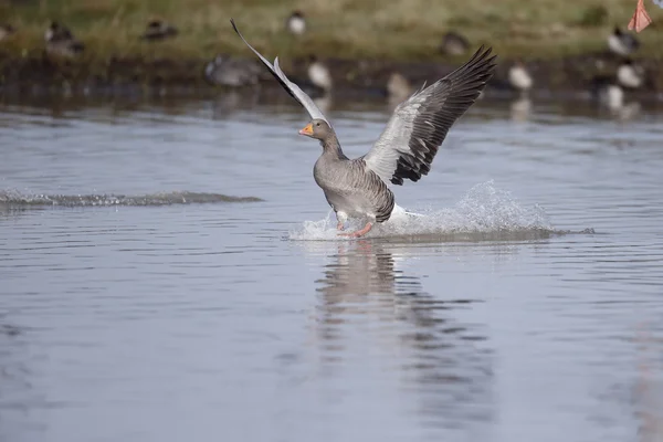 Greylag goose, Anser anser — Stock Photo, Image