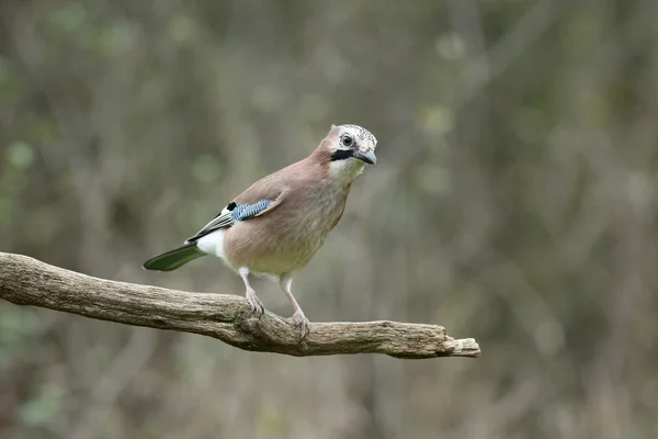 Jay, Garrulus glandarius — Zdjęcie stockowe