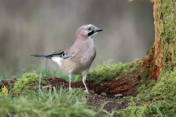 Jay, Garrulus glandarius — Stok fotoğraf