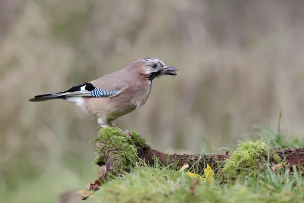 Jay, Garrulus glandarius — Foto Stock