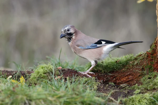 Jay, Garrulus glandarius — Stockfoto