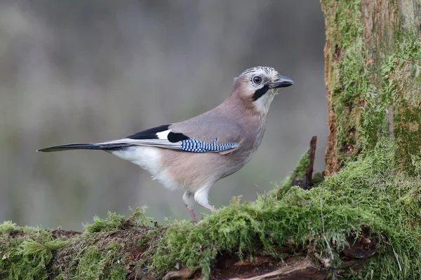 Jay, Garrulus glandarius — Stockfoto