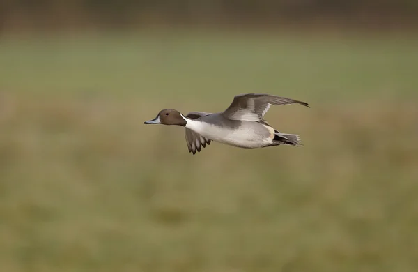 Pintail settentrionale, Anas acuta — Foto Stock