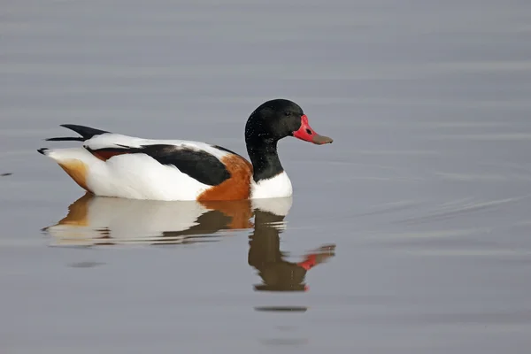 Canard d'Amérique, Tadorna tadorna — Photo