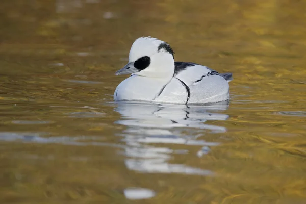 Pesciaiola, mergellus albellus — Foto Stock