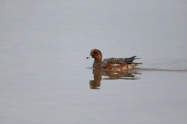 Wigeon, Anas penelope — Zdjęcie stockowe