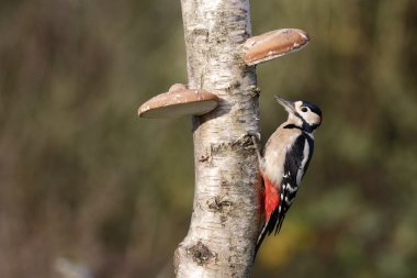 büyük bir ağaçkakan, dendrocopos major             
