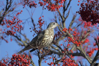 Ökse ardıç, turdus viscivorus             