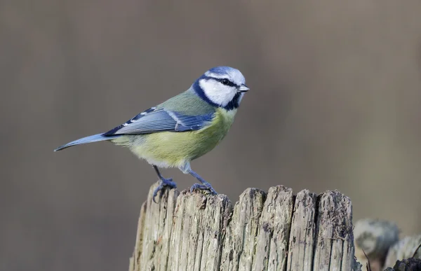 Teta azul, Parus caeruleus — Foto de Stock