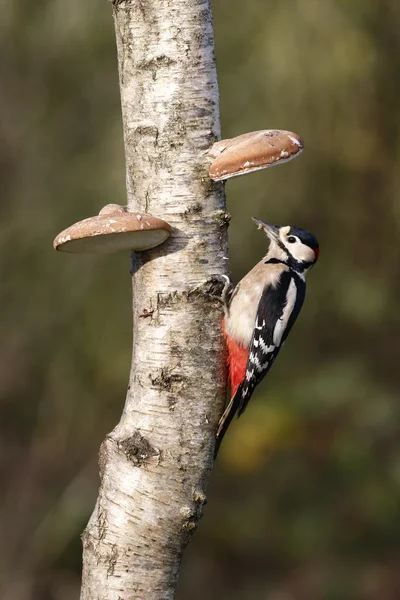 Great-spotted woodpecker, Dendrocopos major — Stock Photo, Image