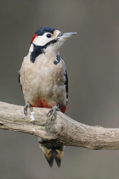 Grote bonte specht, dendrocopos major — Stockfoto