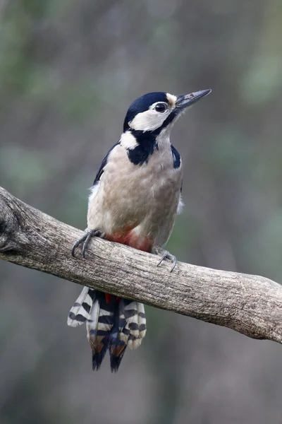 Strakapoud velký, dendrocopos major — Stock fotografie