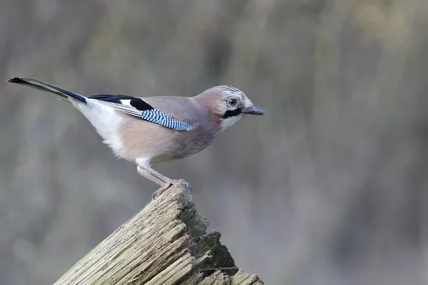 Jay, Garrulus glandarius — Stock Photo, Image