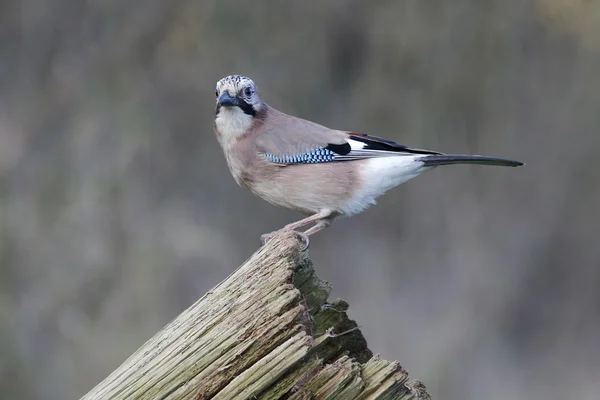 Jay, Garrulus glandarius — Stockfoto