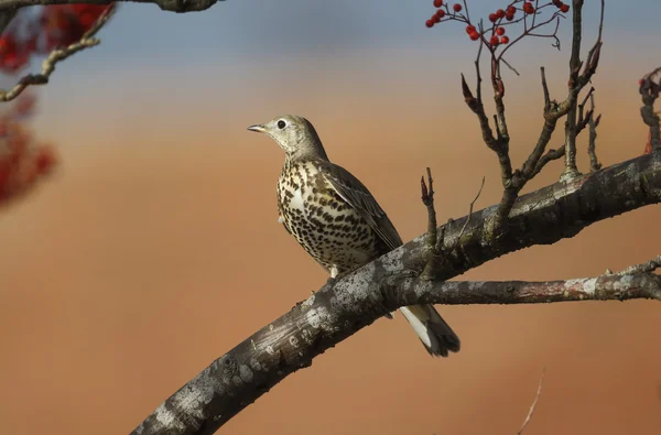 Mistle thrush, Turdus viscivorus — Stock Photo, Image