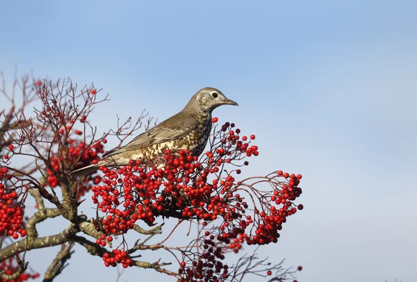 Tordo do Mistle, Turdus viscivorus — Fotografia de Stock