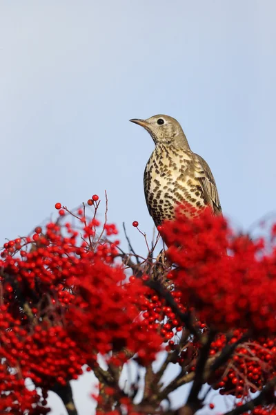 Grive sifflante, Turdus viscivorus — Photo