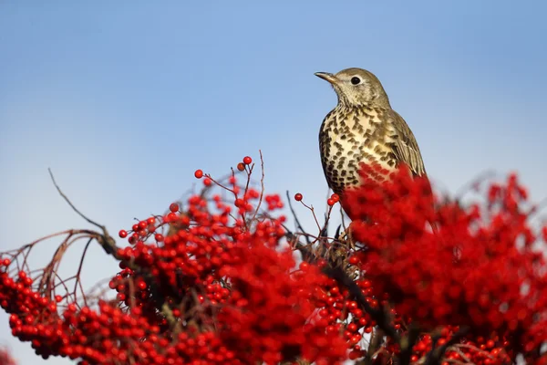 Grote lijster, turdus viscivorus — Stockfoto