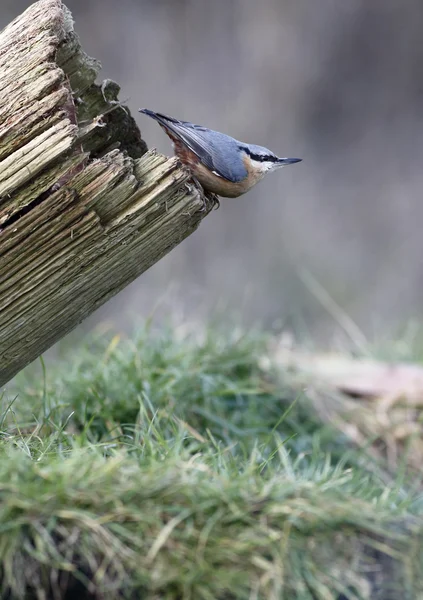 Sitta europaea, Sitta europaea — Photo