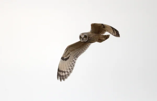 Short-eared owl, Asio flammeus — Stock Photo, Image
