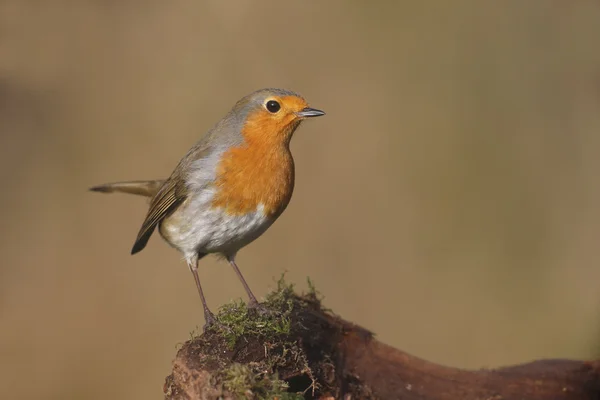 Vörösbegy-erithacus rubecula — Stock Fotó