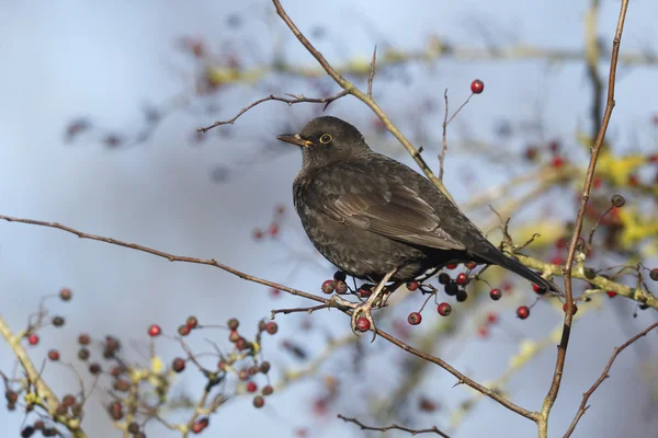 Blackbird, Turdus merula — Stock Photo, Image