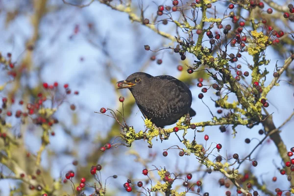 Feketerigó (turdus merula) — Stock Fotó