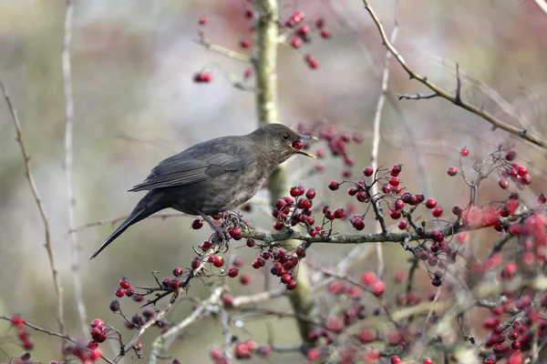 Amsel, Turdus merula — Stockfoto